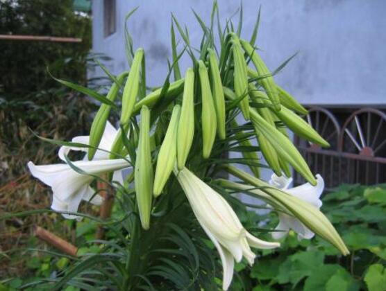 台湾百合的养殖方法，五个技巧让台湾百合花繁叶茂