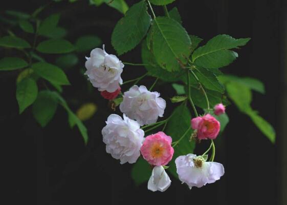 蔷薇花焉了怎么办，四个方法让蔷薇花满恢复精神