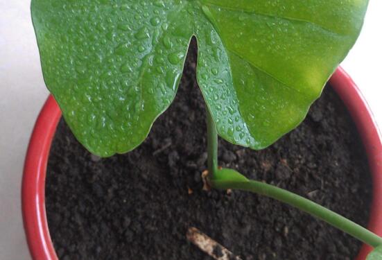 滴水观音无根怎么种植，水培土培皆可一个月内生根长叶