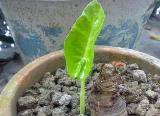 滴水观音无根怎么种植，水培土培皆可一个月内生根长叶