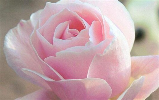 粉玫瑰代表什么意思，代表爱的宣言/初恋懵懂