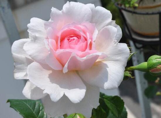 粉玫瑰代表什么意思，代表爱的宣言/初恋懵懂