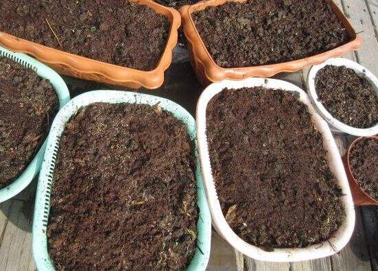 种植君子兰用什么土好，盘点三个自制的配土方法