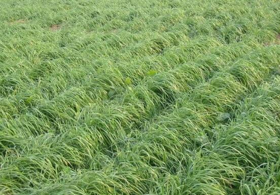 黑麦草种植方法，4个步骤让你的黑麦草长势旺盛