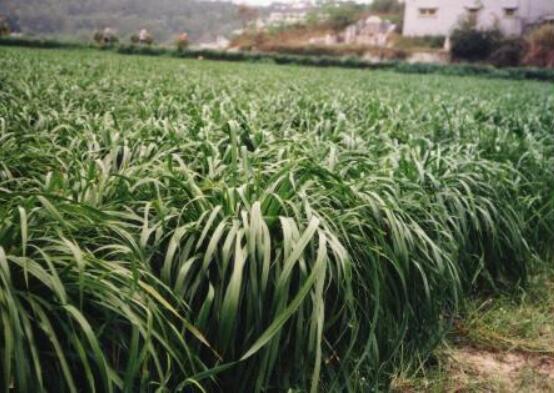 黑麦草种植方法，4个步骤让你的黑麦草长势旺盛