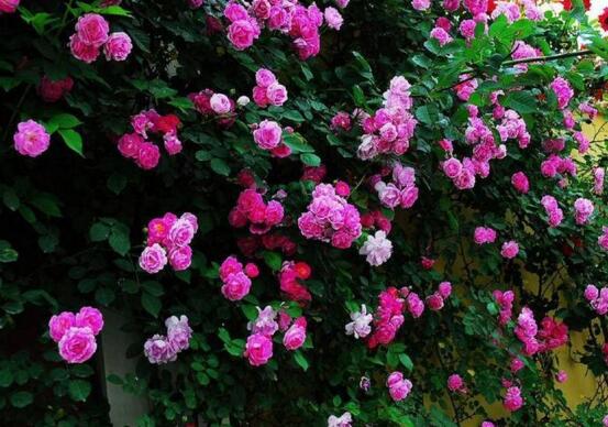 蔷薇花语是什么，爱与思念/各色蔷薇花所代表的寓意