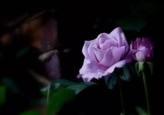 蔷薇花语是什么 爱与思念 各色蔷薇花所代表的寓意 花语网