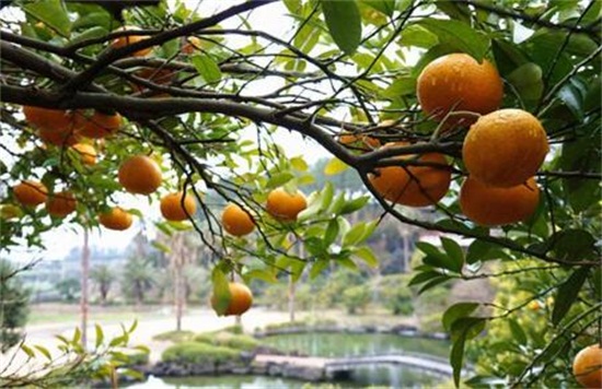 家里为什么不能种杏树，会带来灾难/影响夫妻关系