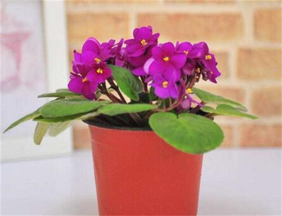 紫罗兰花的养殖方法，4个步骤教你养殖美丽的紫罗兰花