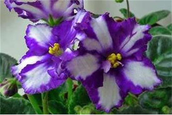 紫罗兰花的养殖方法，4个步骤教你养殖美丽的紫罗兰花