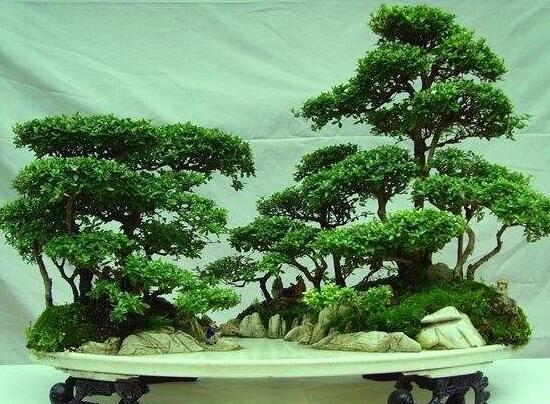 松树盆景怎么养护，教你养护松树盆景的5大步骤
