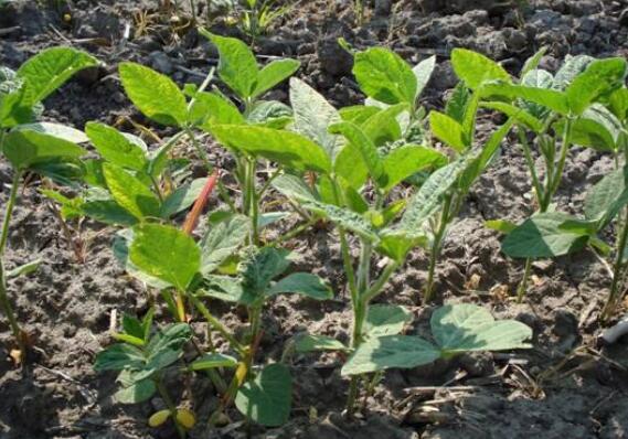 黄豆的种植方法与时间，六月下种到丰收只需四步