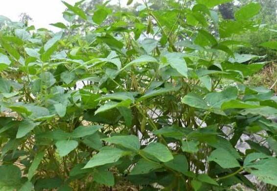 黄豆的种植方法与时间，六月下种到丰收只需四步