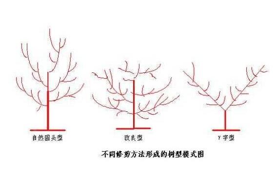 杏树怎么修剪示意图，三种修剪方法让杏树果挂满树