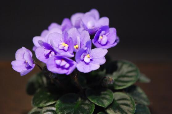 紫罗兰没根可以水养吗，可以/紫罗兰叶子都能水插成活
