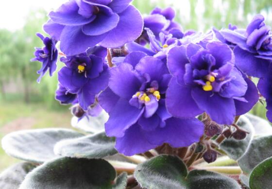 紫罗兰没根可以水养吗，可以/紫罗兰叶子都能水插成活