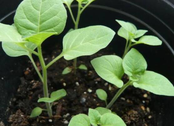 龙葵的种植方法，5个步骤立即种活龙葵