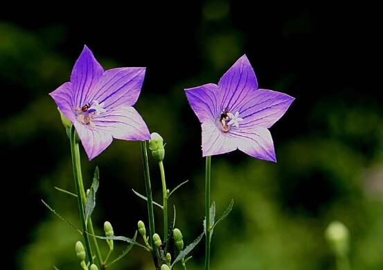 世界上花语最冷漠的花，花语冷漠高孤的十种花卉
