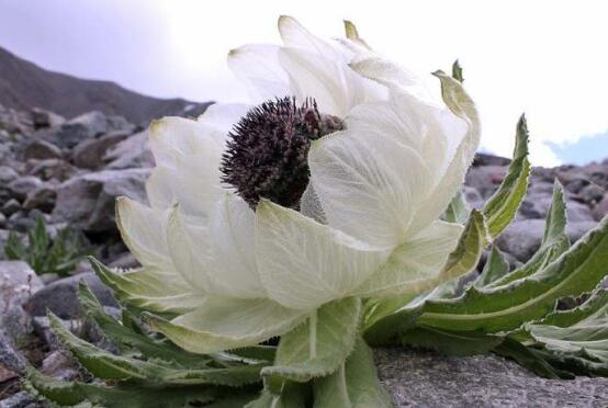 世界上花语最冷漠的花，花语冷漠高孤的十种花卉