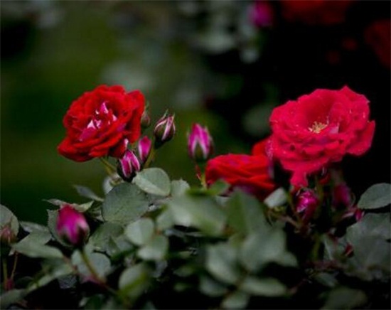 月季和蔷薇的区别带图，4种方法教你如何区别月季和蔷薇