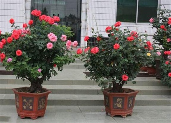 月季和蔷薇的区别带图，4种方法教你如何区别月季和蔷薇