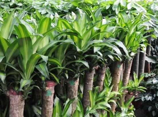 巴西木的养殖方法，五种方法令巴西木迅速爆盆