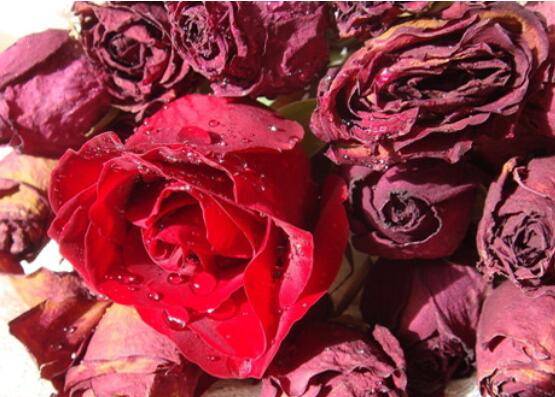新鲜玫瑰花怎么做干花，详细介绍2种干花制造方法