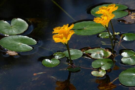 什么花完全泡在水里养，十种可以完全水养的花卉