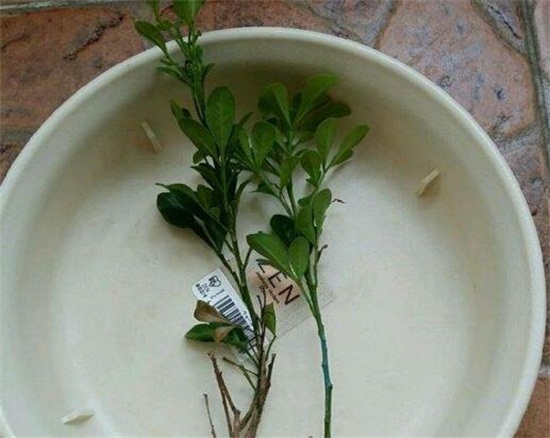 米兰花的水培方法，3个步骤教你水培出美丽的米兰花