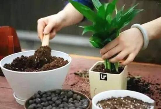 四季山茶花的养殖方法，土壤/温度/水量/修剪/很重要