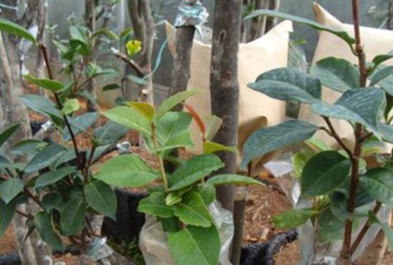 四季山茶花的养殖方法，土壤/温度/水量/修剪/很重要