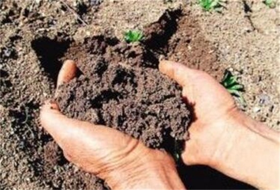 香兰怎么养护，用沙质土壤要注意浇水和控制光照