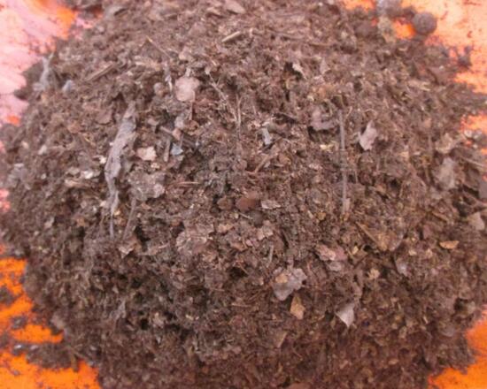 文殊兰属的养殖方法，配土浇水光照保温施肥缺一不可