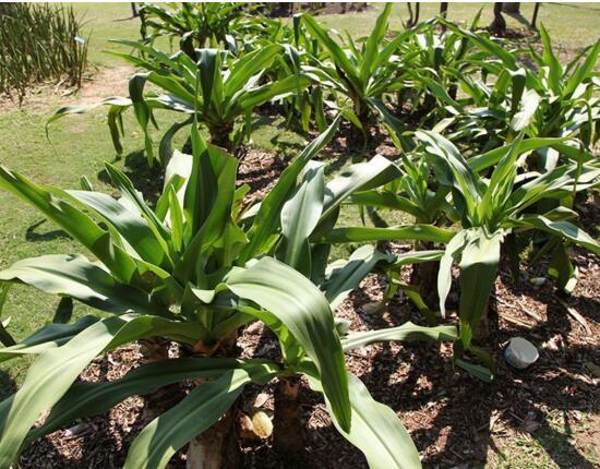 文殊兰属的养殖方法，配土浇水光照保温施肥缺一不可