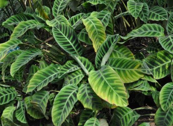 斑叶竹芋的养殖方法，5个步骤让它叶似蒲扇绿的发亮