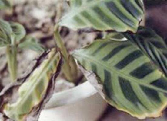 斑叶竹芋的养殖方法，5个步骤让它叶似蒲扇绿的发亮