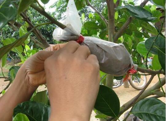 桂花盆栽的养殖方法，6个技巧养出清香的桂花