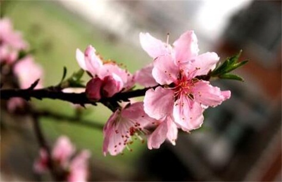 盘点7种象征吉祥好运的花，种上一盆桃花让你桃花运不断