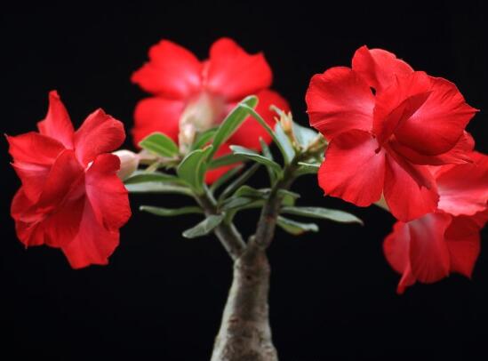沙漠玫瑰修剪造型方法，5种技巧让你的沙漠玫瑰又大又美