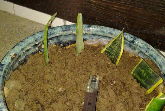 虎皮兰叶插繁殖方法，虎皮兰叶片扦插生根只需四步