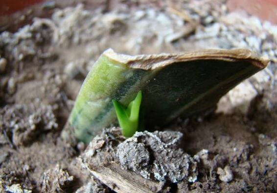 虎皮兰叶插繁殖方法，虎皮兰叶片扦插生根只需四步