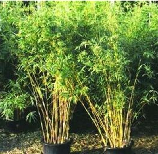 凤尾竹多久浇一次水，春夏季一天1～2次或两天一次