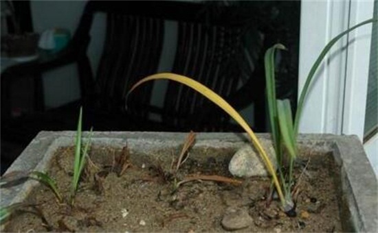 兰花捂老头繁殖的方法，可以裹水草插沙盆随意栽种