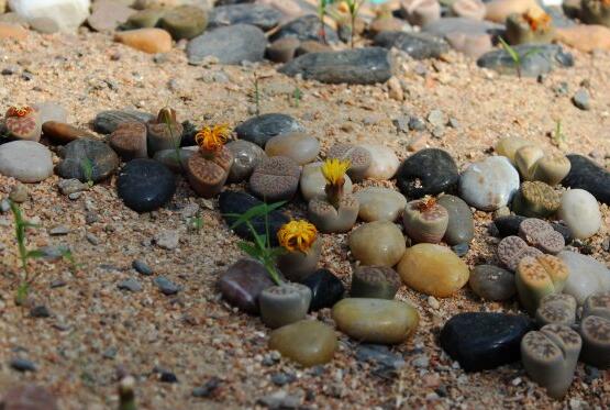 刚买的生石花怎么种，7个步骤教你种出美丽的生石花