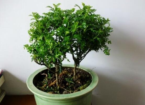 清香木盆栽的养殖方法，4个步骤让清香木郁郁葱葱