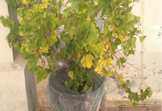 盆栽葡萄树叶子黄了怎么办，5个方法教你告别叶片枯萎发黄