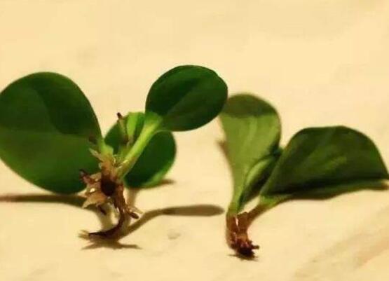豆瓣绿怎么繁殖，枝插/叶插/分株和播种皆可