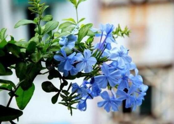 蓝雪花只长叶子不开花，四个小窍门让它花开满盆