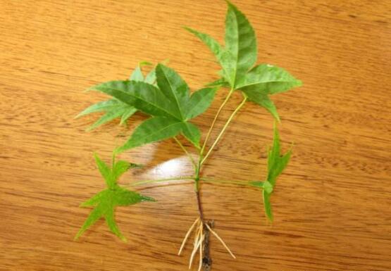 枫树扦插生根最快方法，让枫树枝条扦插生根只需4步