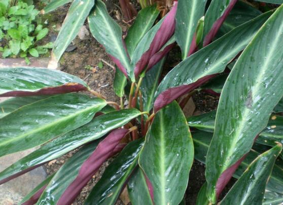 紫背竹芋叶子卷起来了怎么办，加大浇水量/适量遮阴就能解决
